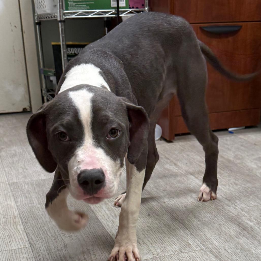 Enlarge Mercedes, a Adoptable mixed breed in Waldorf, MD image 1/2