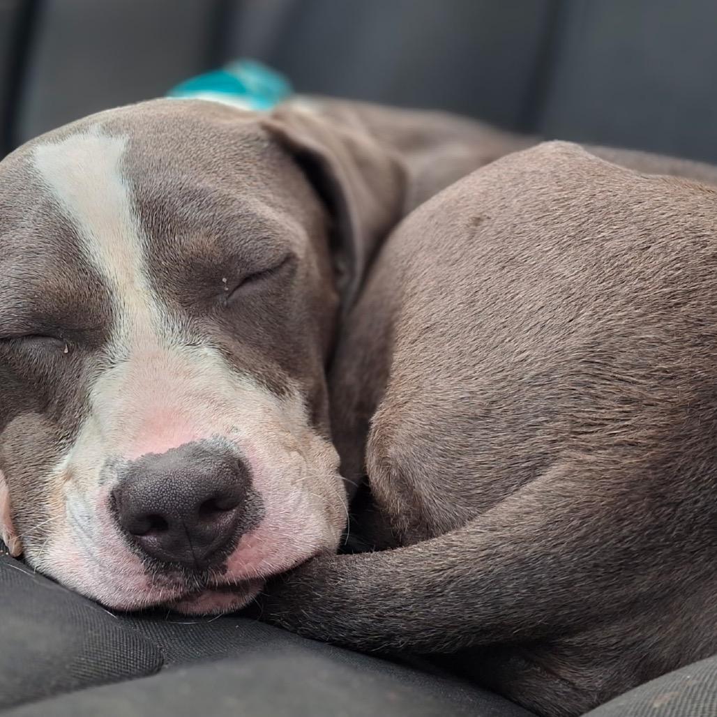 Mercedes, a Adoptable mixed breed in Waldorf, MD image 2/5