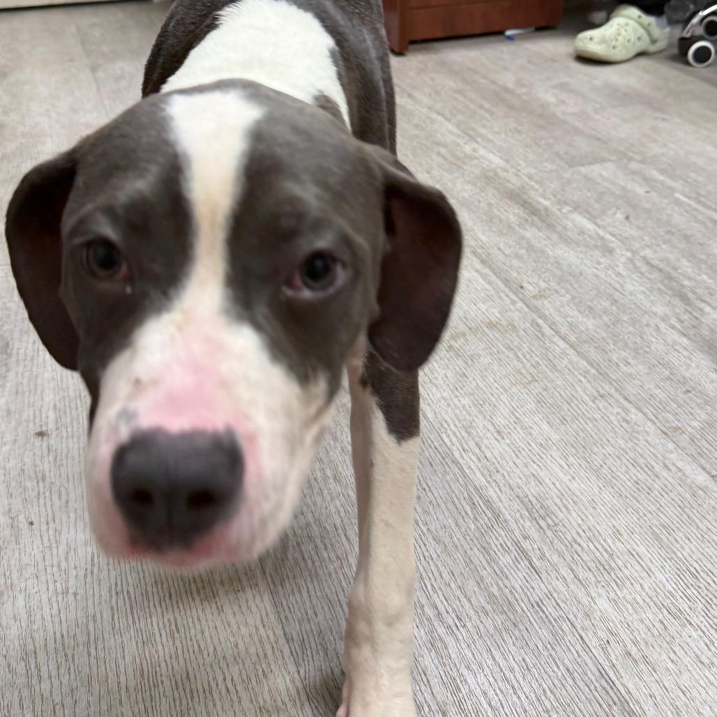 Enlarge Mercedes, a Adoptable mixed breed in Waldorf, MD image 2/2