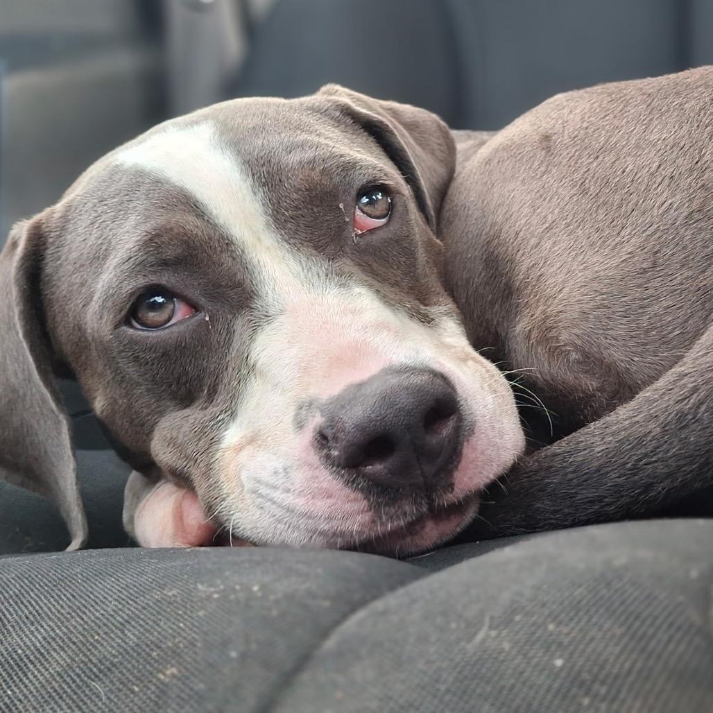 Mercedes, a Adoptable mixed breed in Waldorf, MD image 5/5