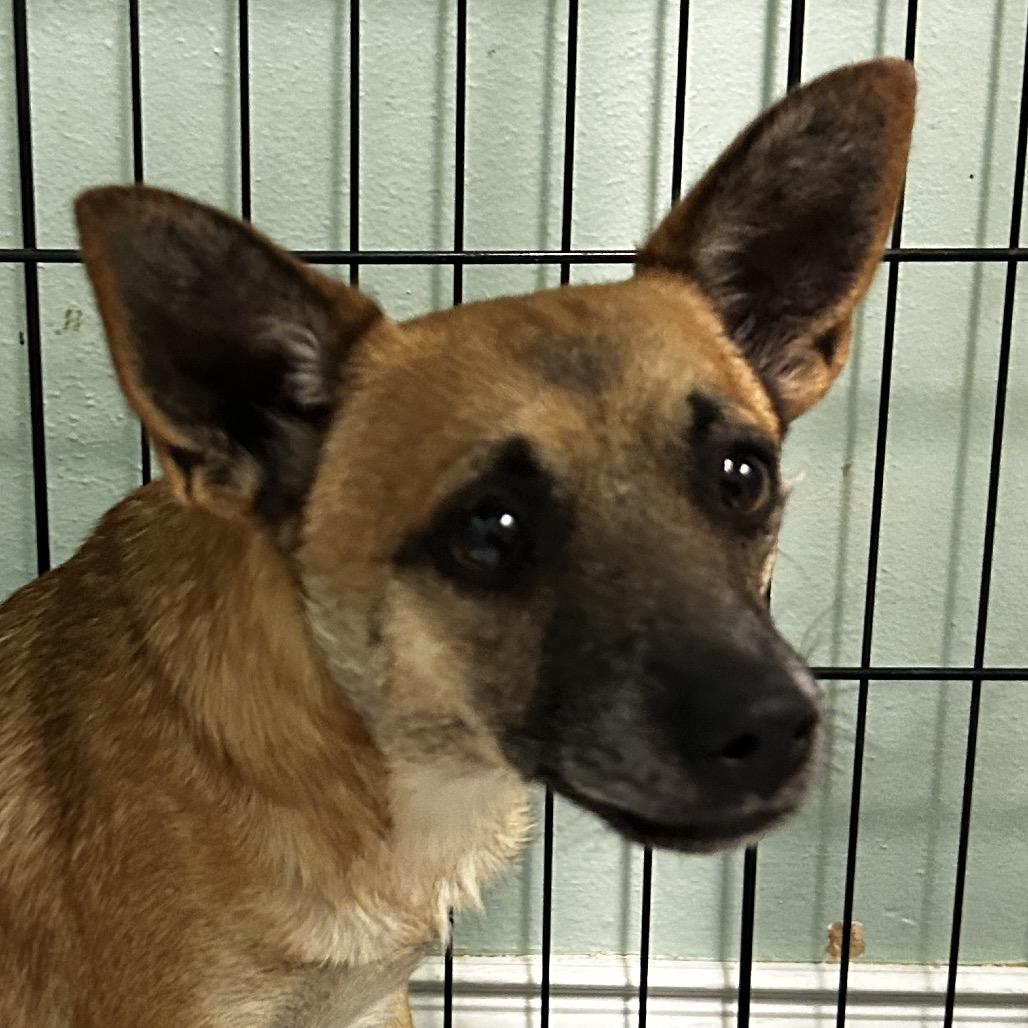 Enlarge Gizmo, a Adoptable Mixed Breed in Leander, TX image 1/1