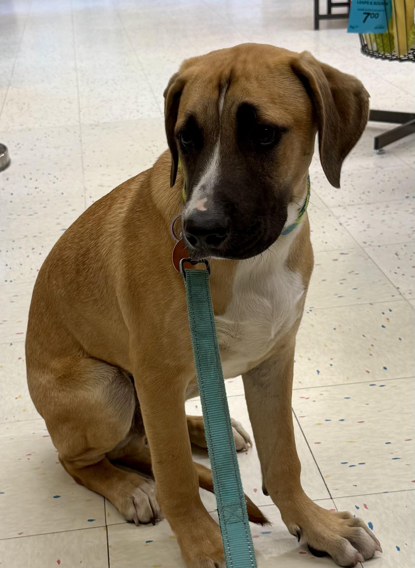 Thomas, adopted, Puppy Male Black Mouth Cur & Rhodesian Ridgeback.