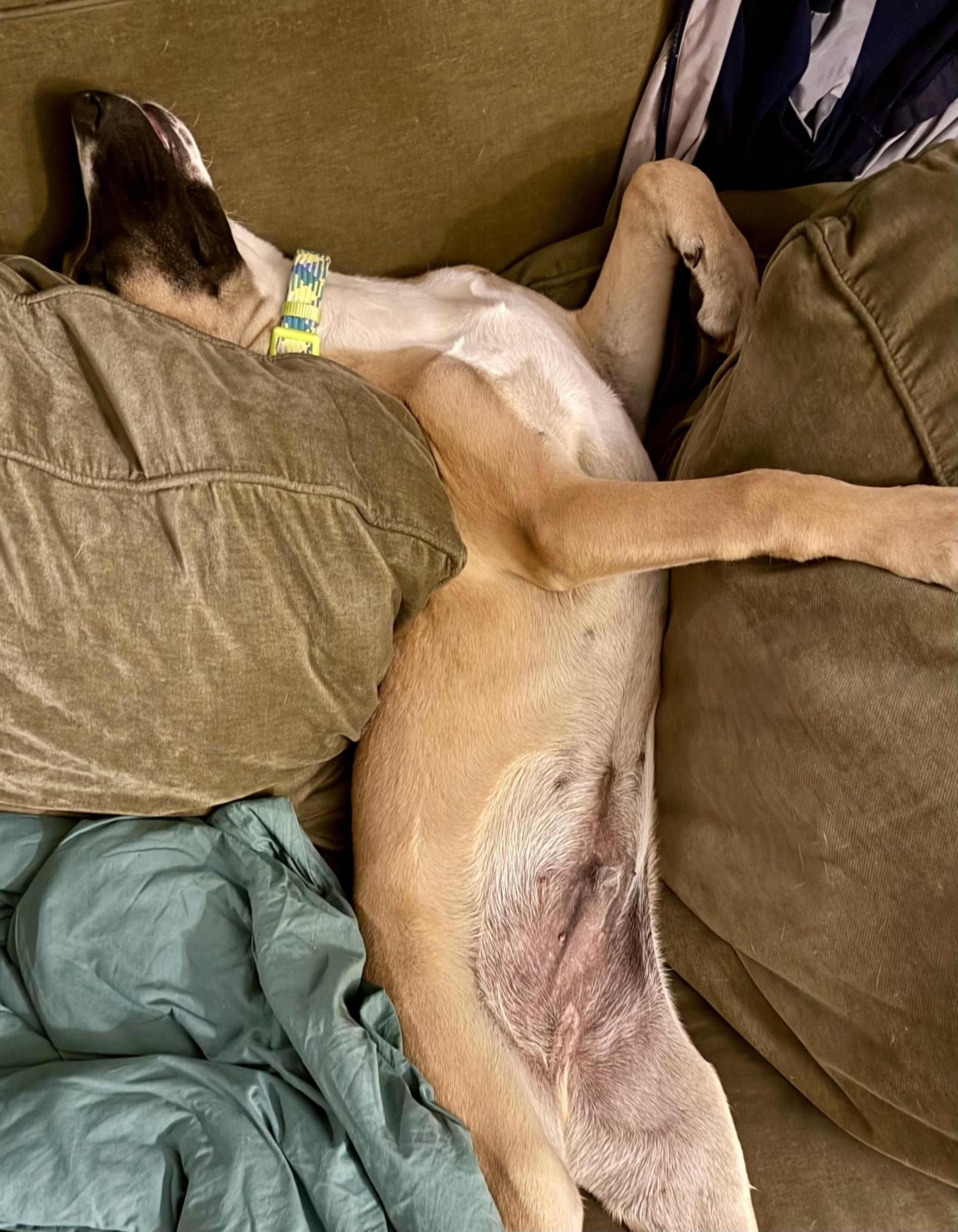 Enlarge Thomas, an adopted mixed breed in Chalfont, PA image 4/6