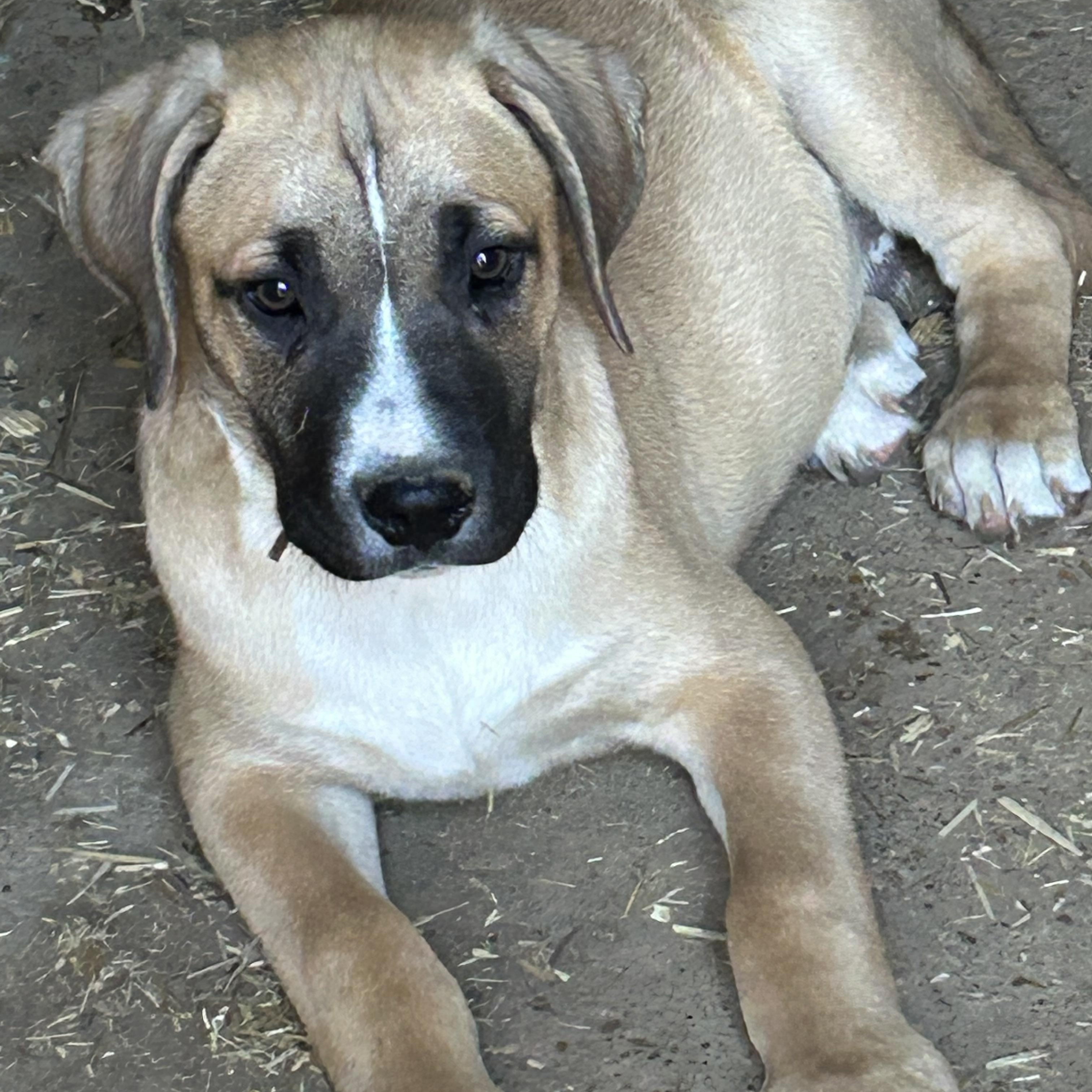 Enlarge Thomas, an adopted mixed breed in Chalfont, PA image 3/6