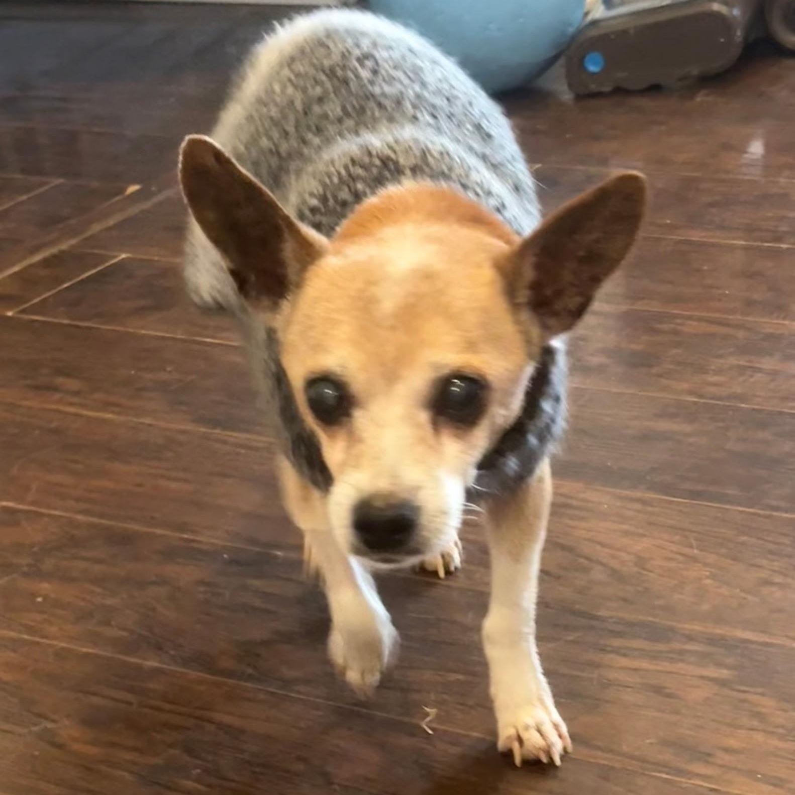 Morty, a ADOPTABLE mixed breed in Spring hill, TN image 3/5