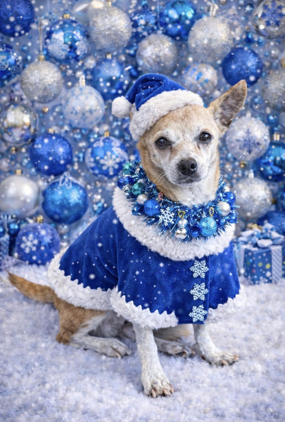 Morty, a ADOPTABLE mixed breed in Spring hill, TN image 1/5