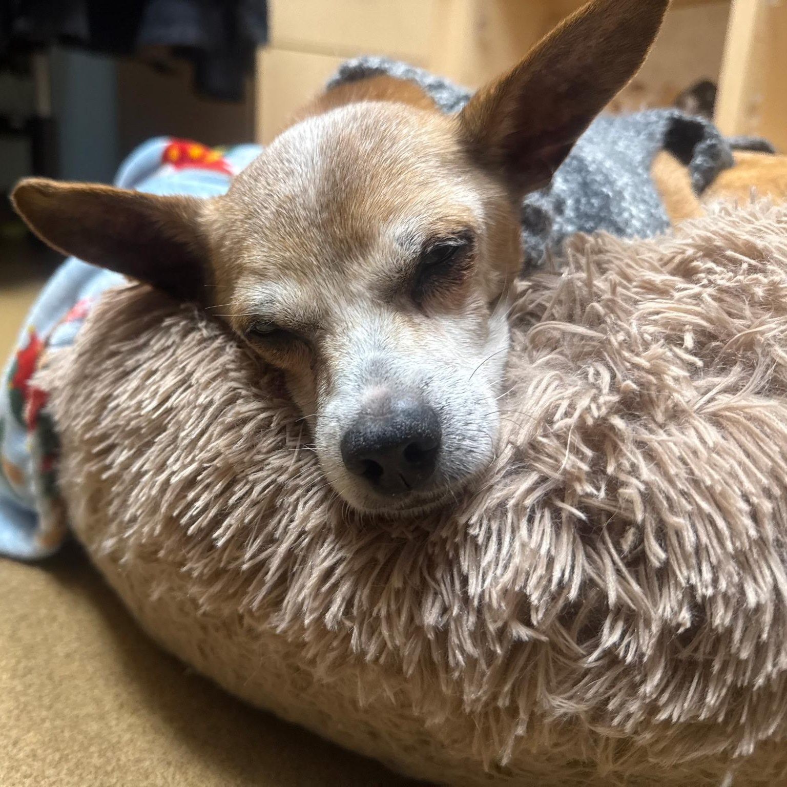 Morty, a ADOPTABLE mixed breed in Spring hill, TN image 2/5