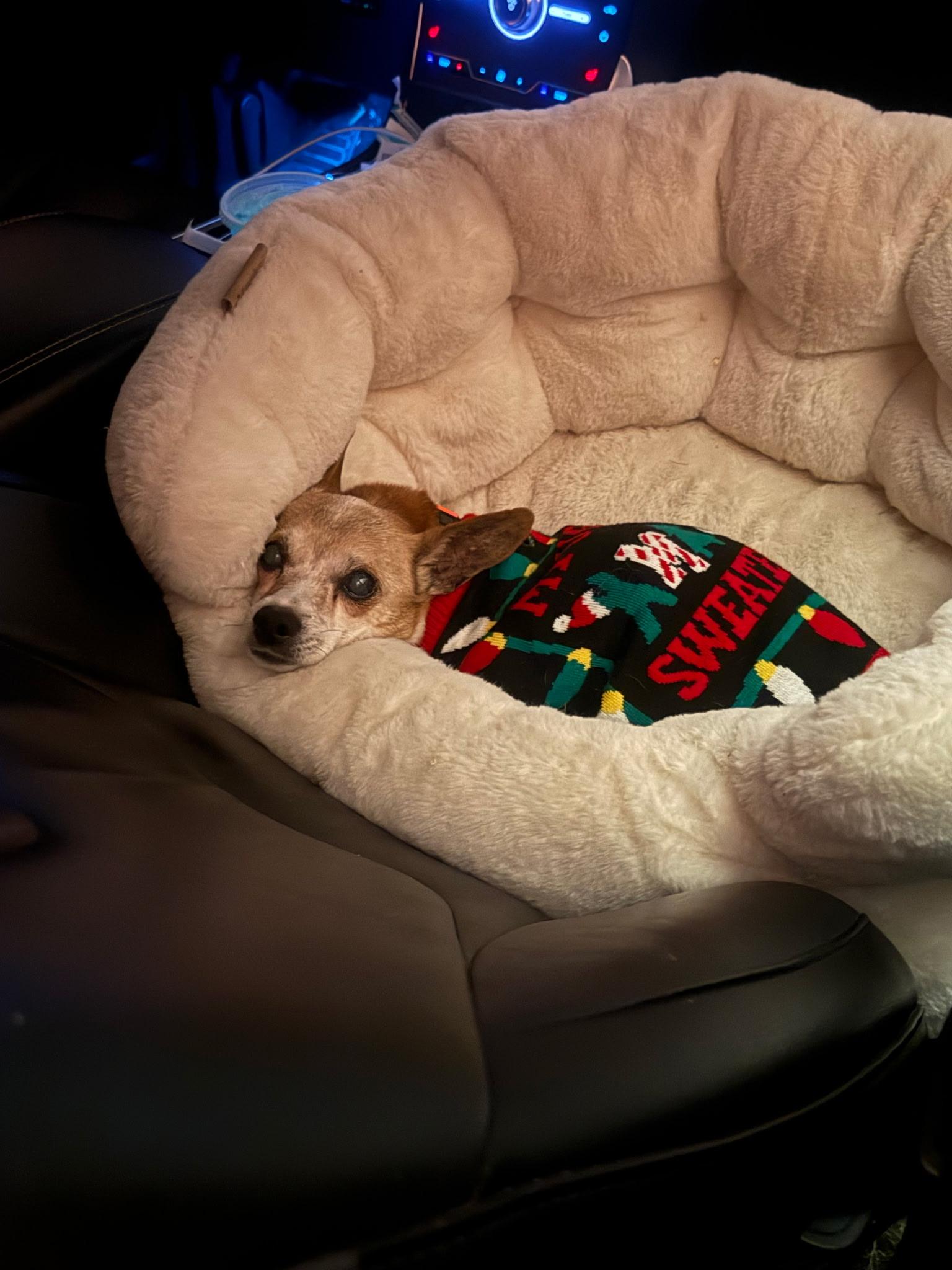 Morty, a ADOPTABLE mixed breed in Spring hill, TN image 5/5