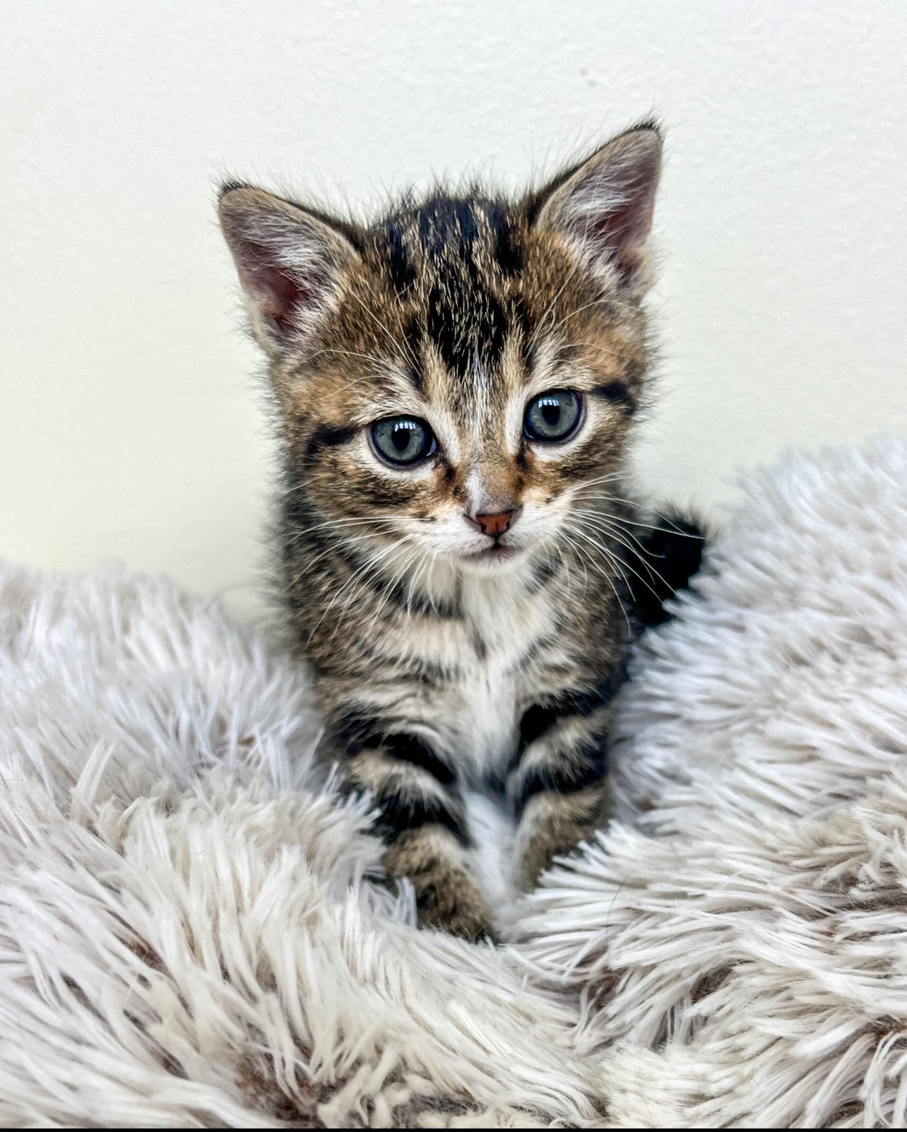 Curly, adopted, Kitten Male Domestic Short Hair.