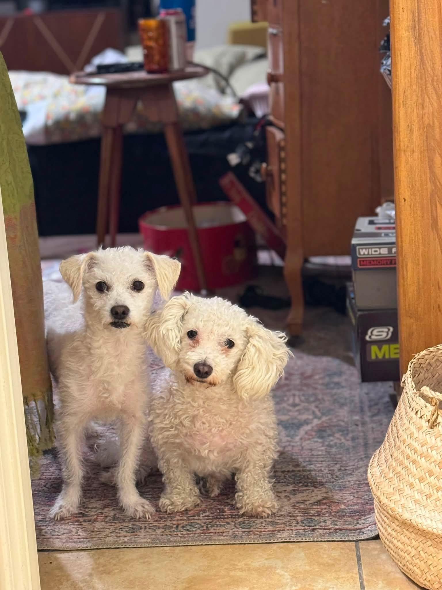 Ceiba and Luna, a ADOPTABLE mixed breed in Phoenix, AZ image 1/2