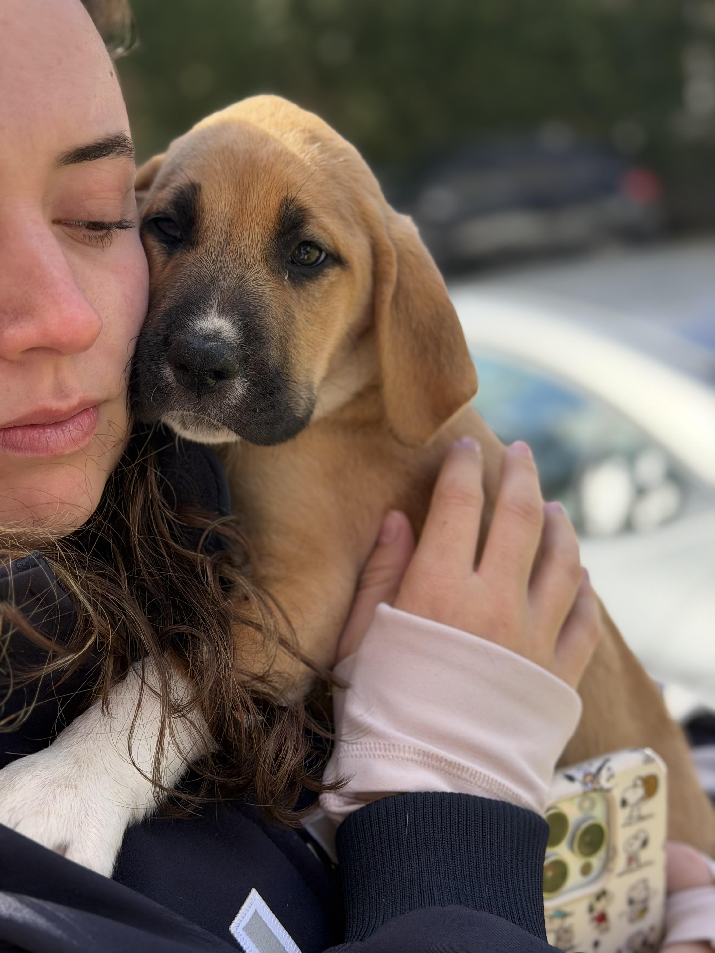 Enlarge Finnegan , an adopted mixed breed in Mahwah, NJ image 5/6