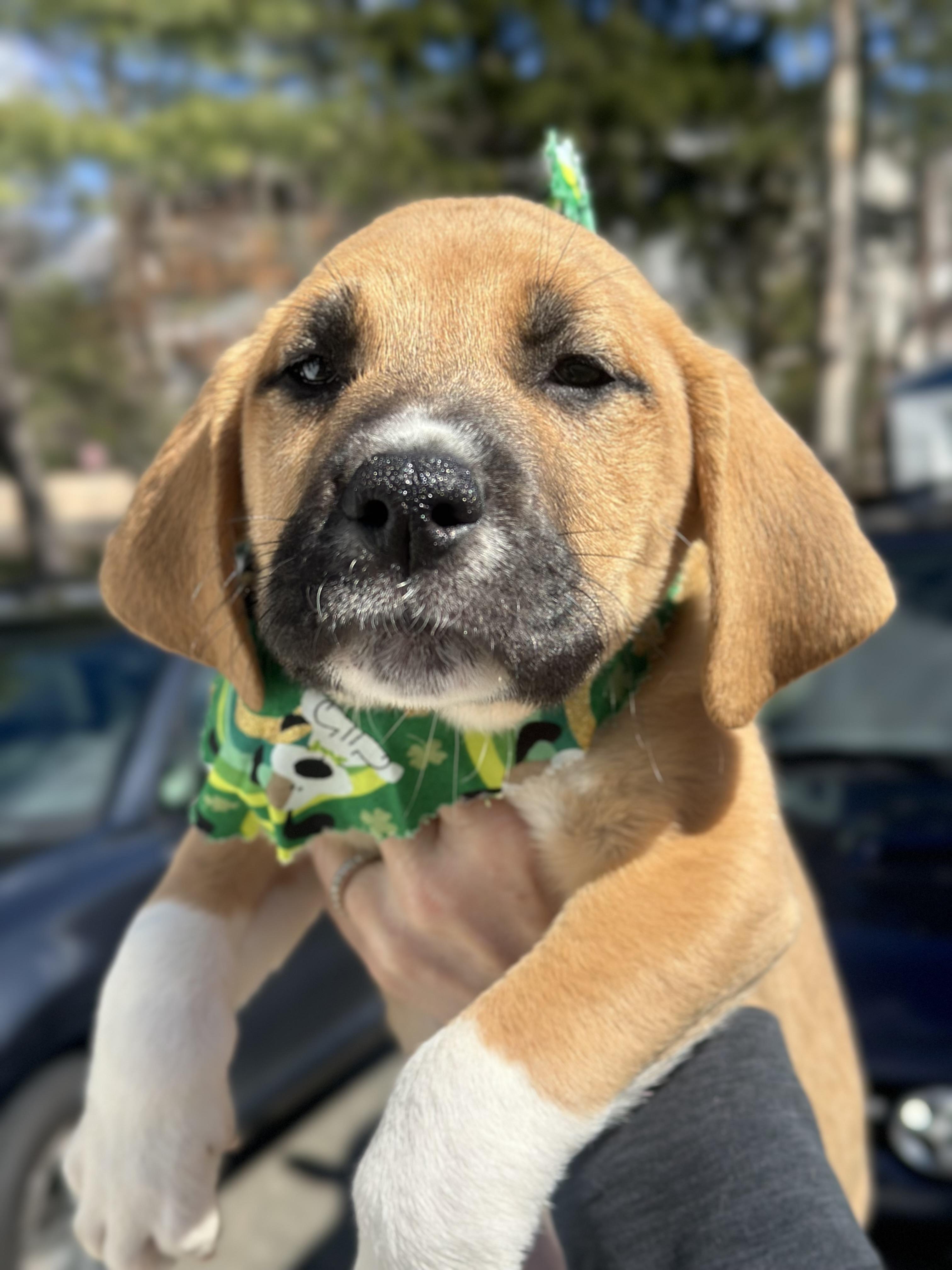 Enlarge Finnegan , an adopted mixed breed in Mahwah, NJ image 6/6