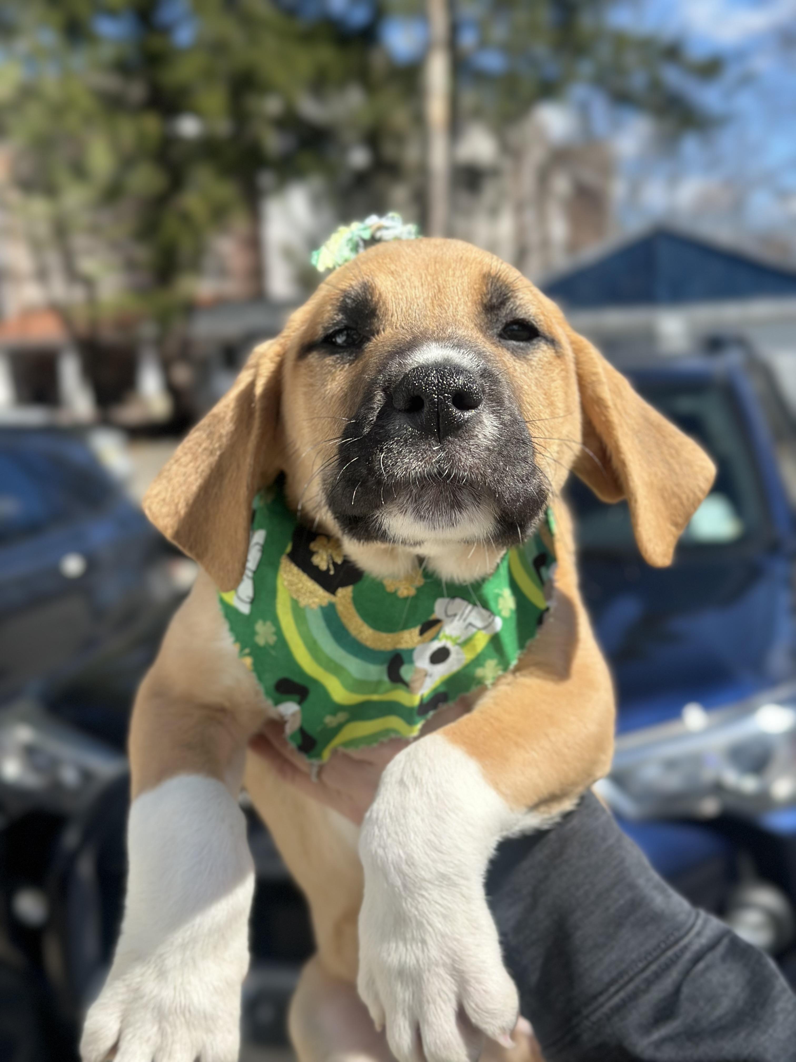 Enlarge Finnegan , an adopted mixed breed in Mahwah, NJ image 3/6