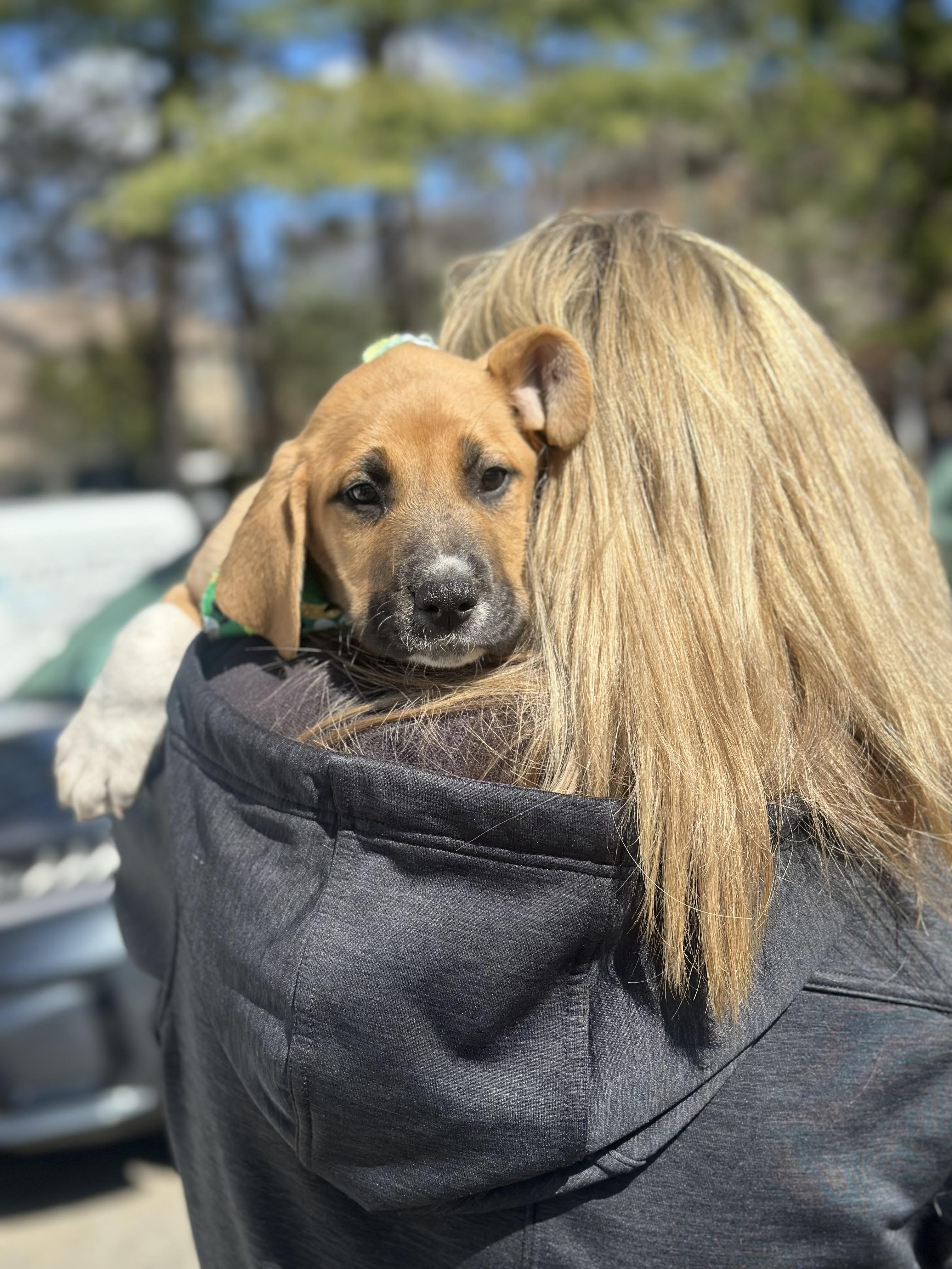 Enlarge Finnegan , an adopted mixed breed in Mahwah, NJ image 2/6