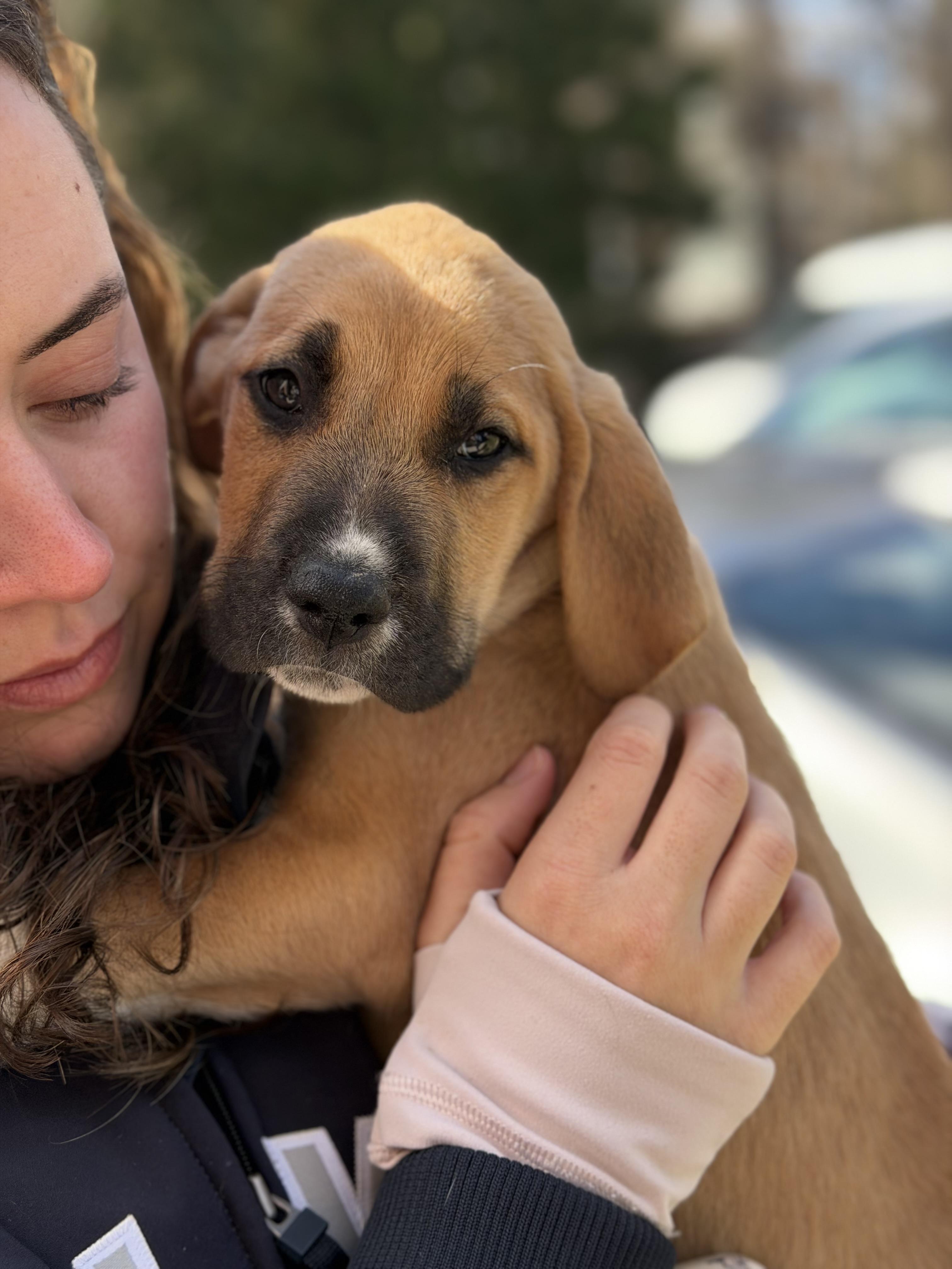 Enlarge Finnegan , an adopted mixed breed in Mahwah, NJ image 1/6