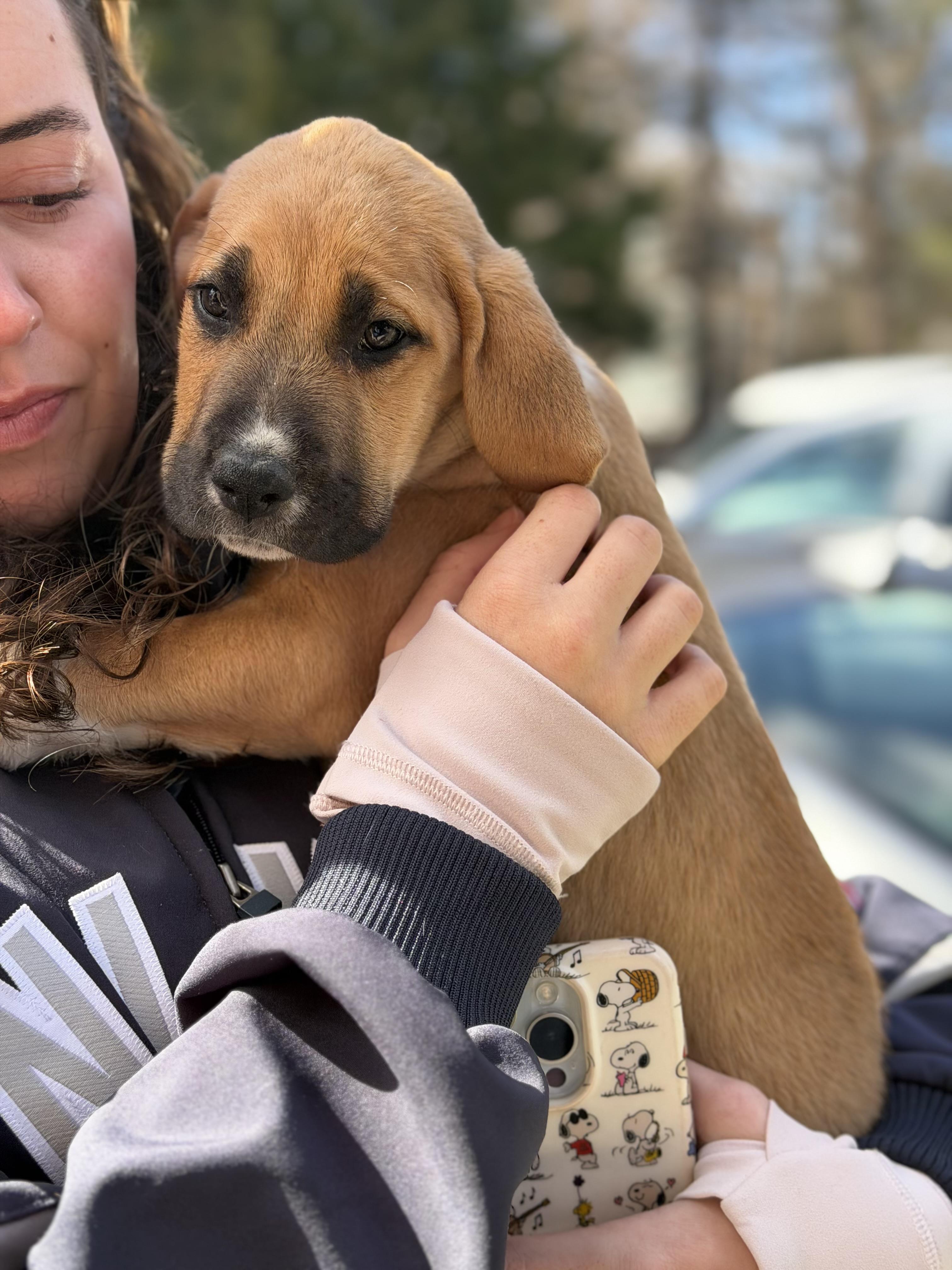 Enlarge Finnegan , an adopted mixed breed in Mahwah, NJ image 4/6