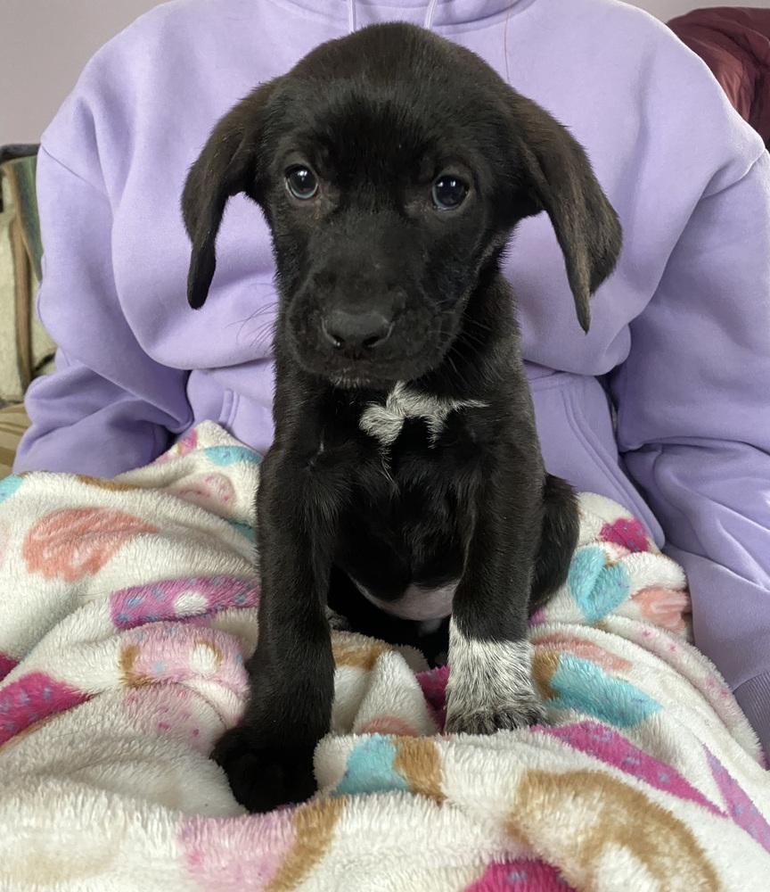 Enlarge Pepper, a Adoptable mixed breed in Willingboro, NJ image 2/6