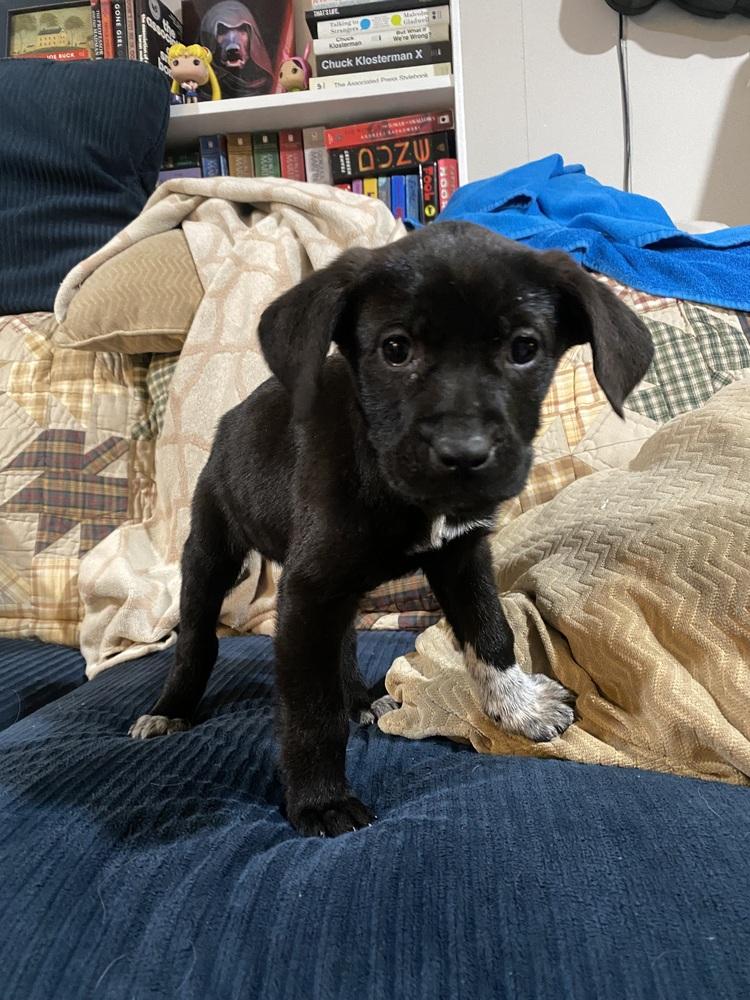 Enlarge Pepper, a Adoptable mixed breed in Willingboro, NJ image 3/6