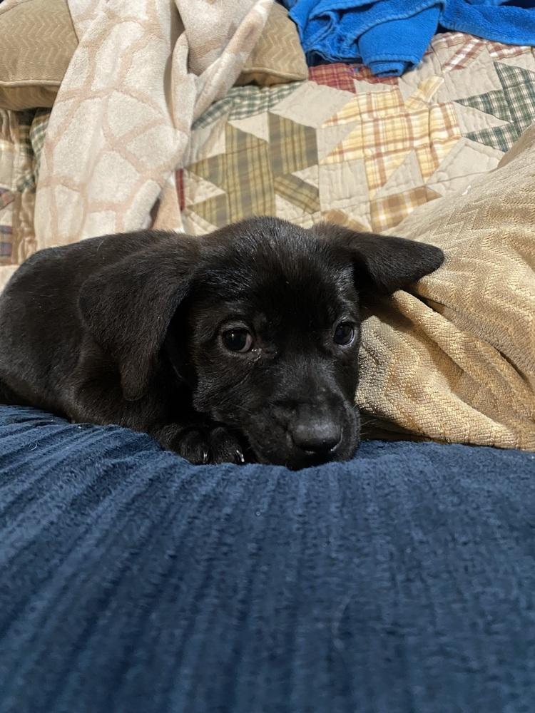 Enlarge Pepper, a Adoptable mixed breed in Willingboro, NJ image 4/6