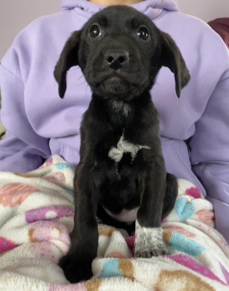 Enlarge Pepper, a Adoptable mixed breed in Willingboro, NJ image 5/6