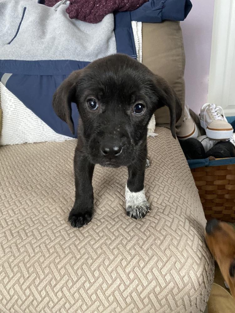 Enlarge Pepper, a Adoptable mixed breed in Willingboro, NJ image 6/6