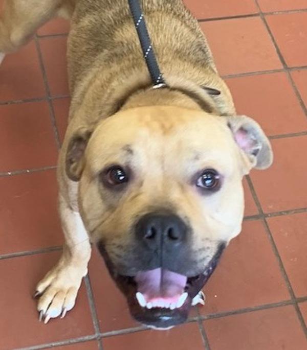 Josh, Adoptable, Adult Male Pit Bull Terrier.
