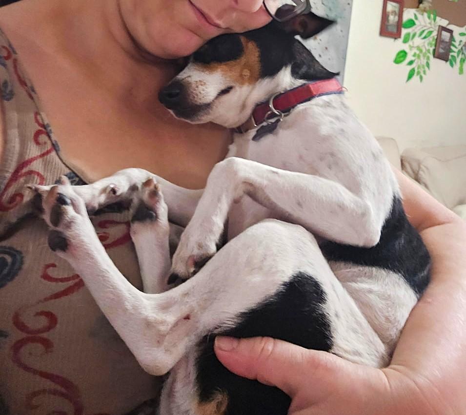 Enlarge Harley, a ADOPTABLE Rat Terrier in Margate, FL image 5/6