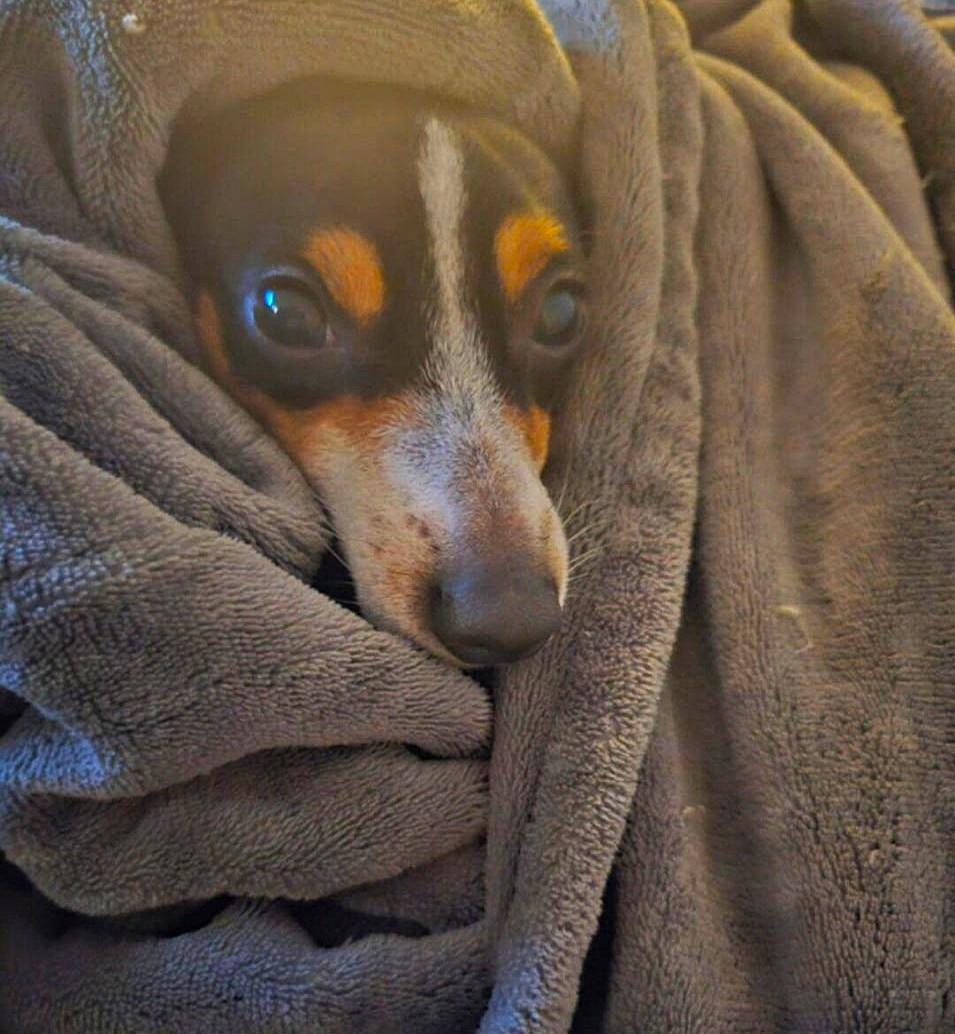 Enlarge Harley, a ADOPTABLE Rat Terrier in Margate, FL image 3/6
