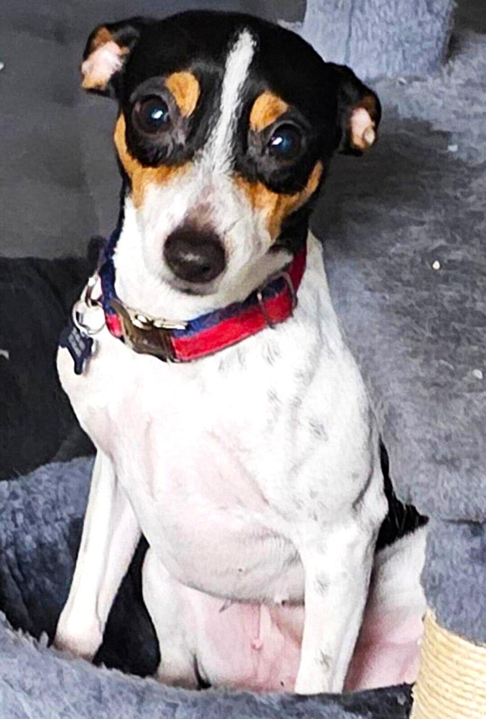 Harley, ADOPTABLE, Adult Female Rat Terrier.
