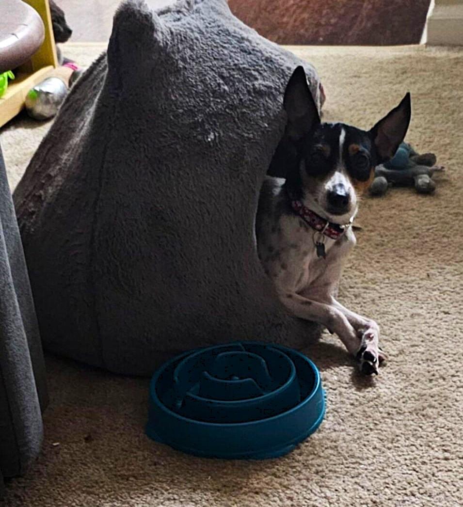 Enlarge Harley, a ADOPTABLE Rat Terrier in Margate, FL image 4/6