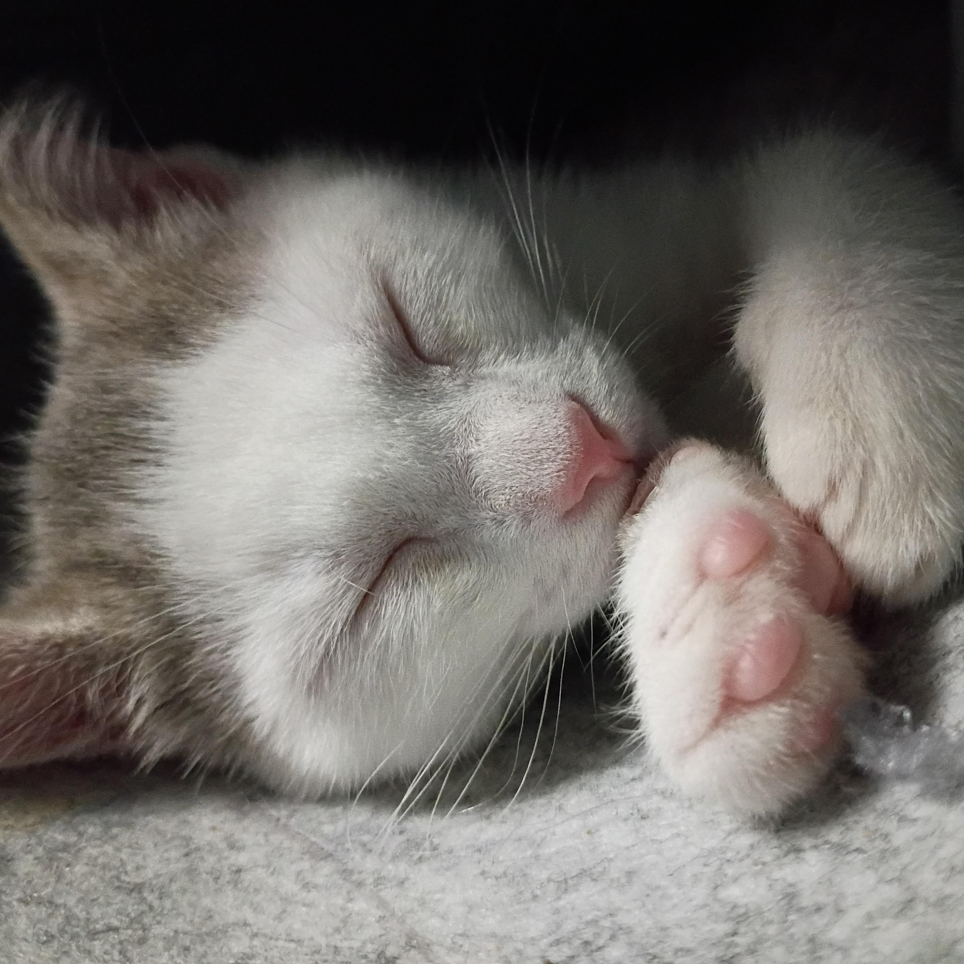 Cloud - (Weather Kittens), Adoptable, Kitten Female American Shorthair.