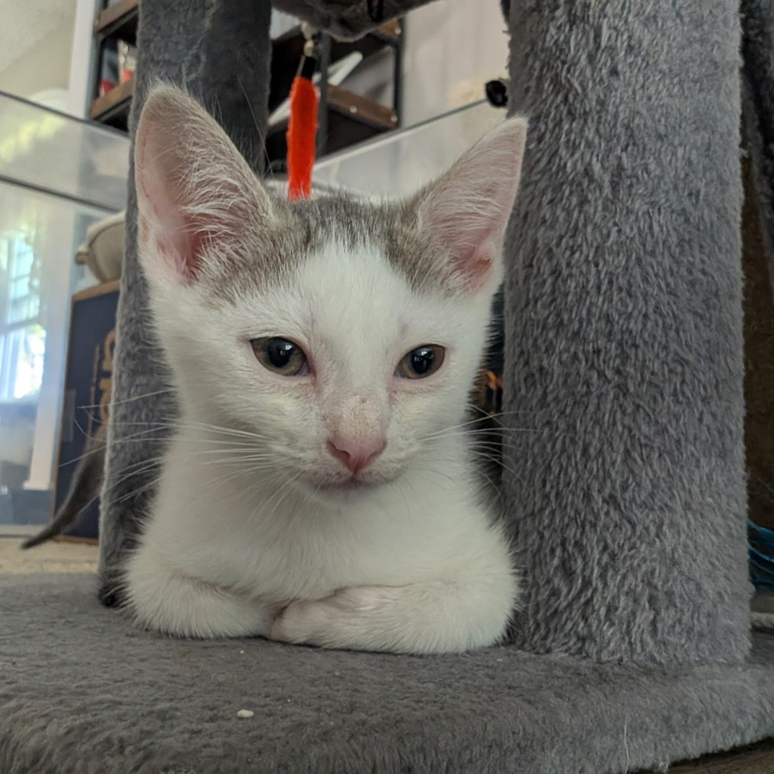 Cloud - (Weather Kittens), a Adoptable American Shorthair in Bordentown, NJ image 2/5