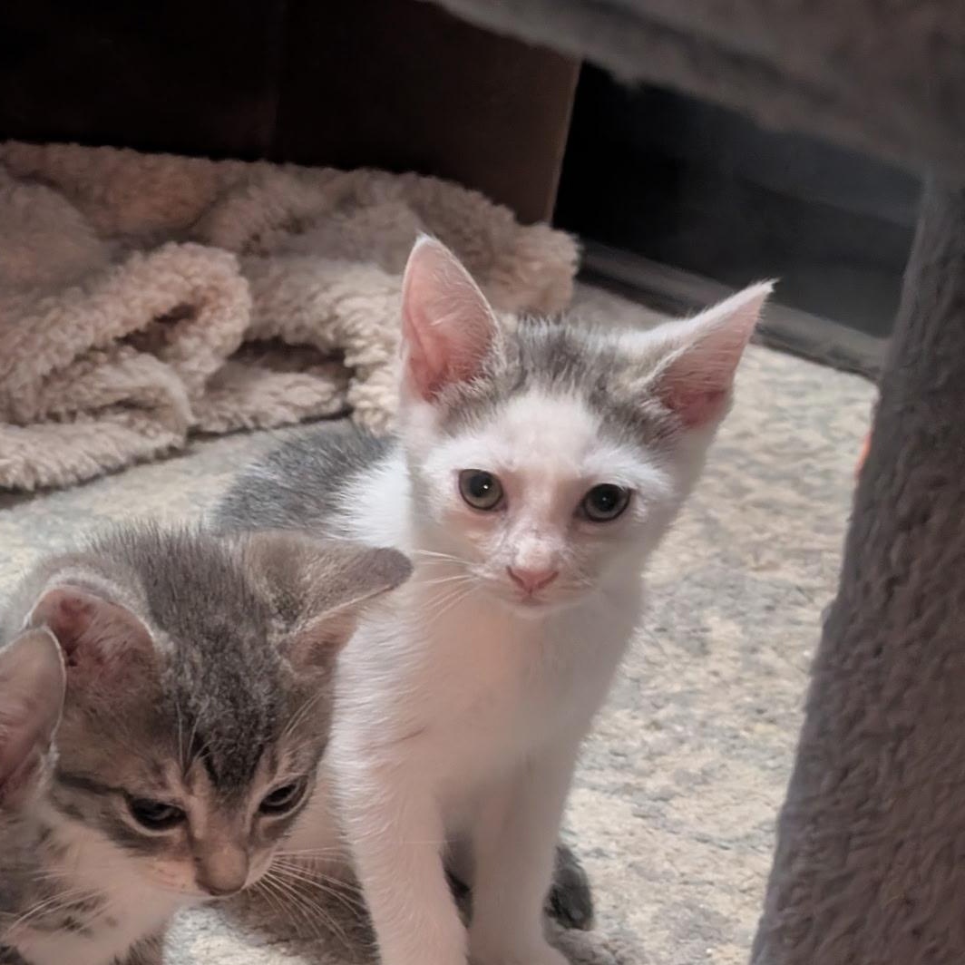 Cloud - (Weather Kittens), a Adoptable American Shorthair in Bordentown, NJ image 5/5
