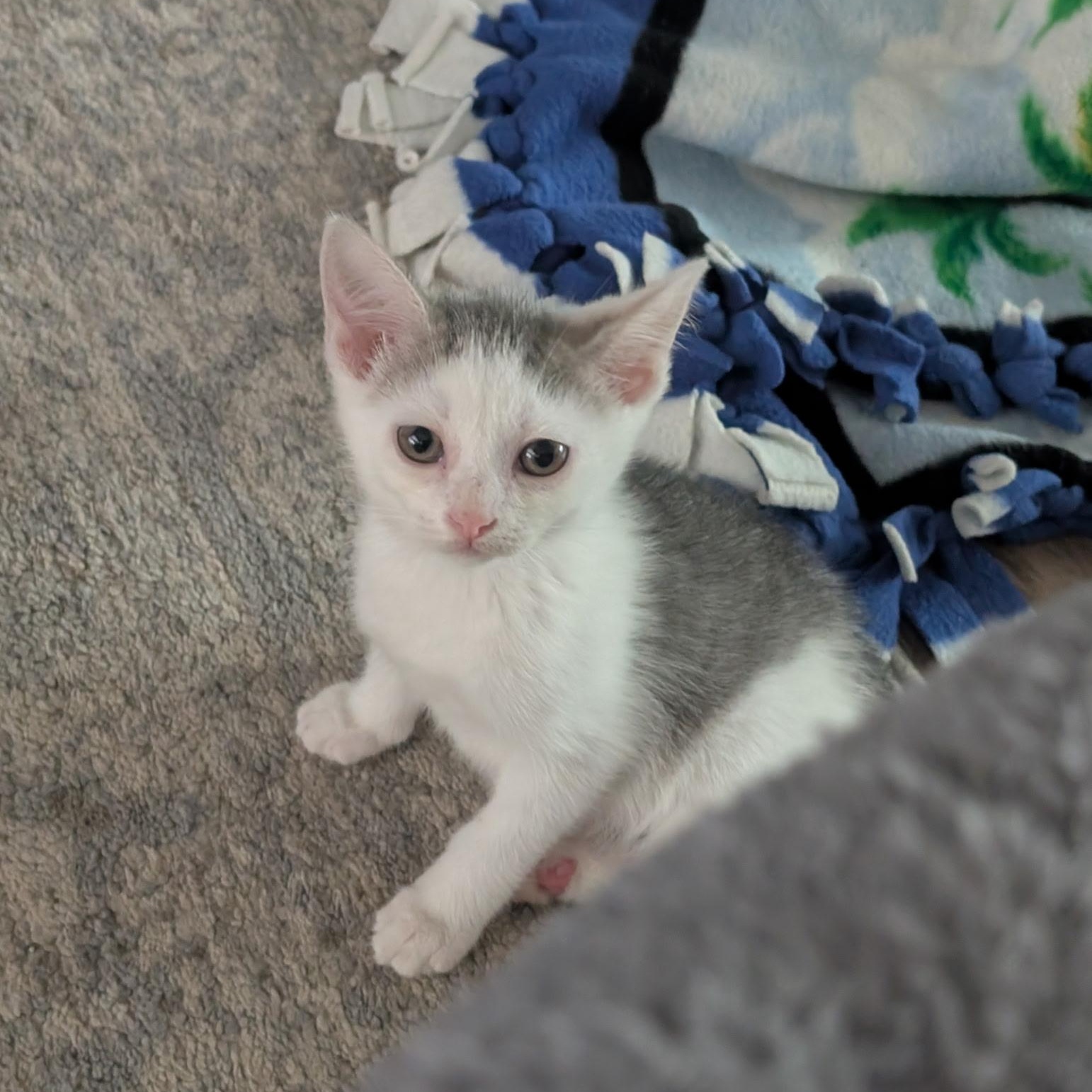 Cloud - (Weather Kittens), a Adoptable American Shorthair in Bordentown, NJ image 4/5