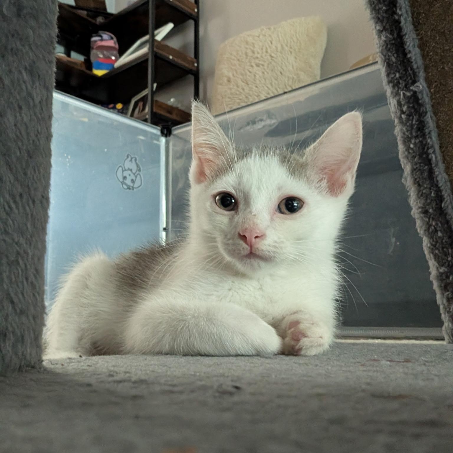 Cloud - (Weather Kittens), a Adoptable American Shorthair in Bordentown, NJ image 3/5