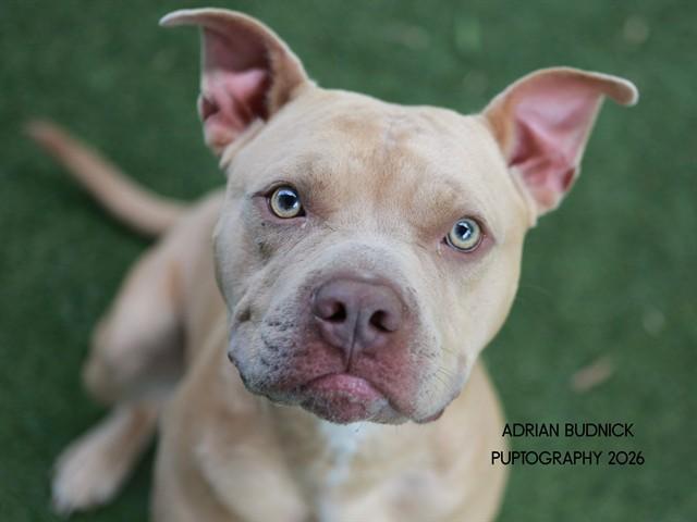 Zipline, adoptable, Adult Male Mixed Breed.