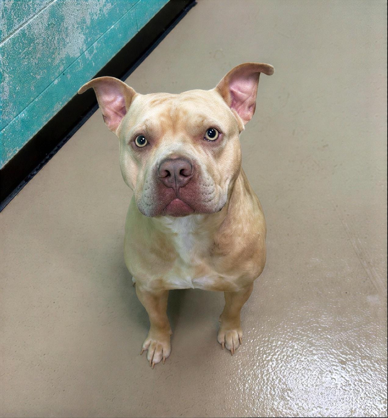Enlarge Zipline, a ADOPTABLE Mixed Breed in Nashville, TN image 1/1