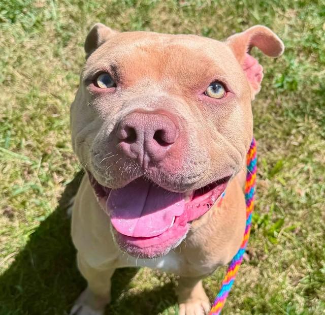 Enlarge Zipline, an adoptable Mixed Breed in Nashville, TN image 2/3