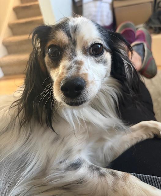 Roscoe fka Grant HW +, Adoptable, Adult Male Papillon & Dachshund.