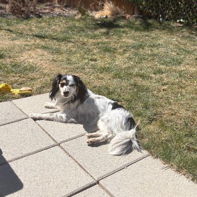 Enlarge Roscoe fka Grant HW +, a Adoptable mixed breed in Sedalia, CO image 2/6