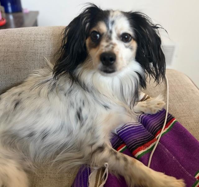 Enlarge Roscoe fka Grant HW +, a Adoptable mixed breed in Sedalia, CO image 3/6