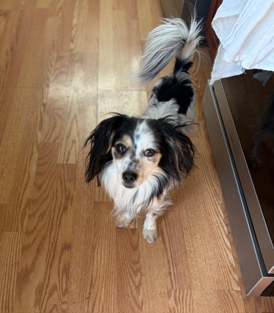 Enlarge Roscoe fka Grant HW +, a Adoptable mixed breed in Sedalia, CO image 4/6