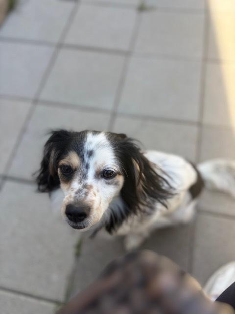 Enlarge Roscoe fka Grant HW +, a Adoptable mixed breed in Sedalia, CO image 5/6