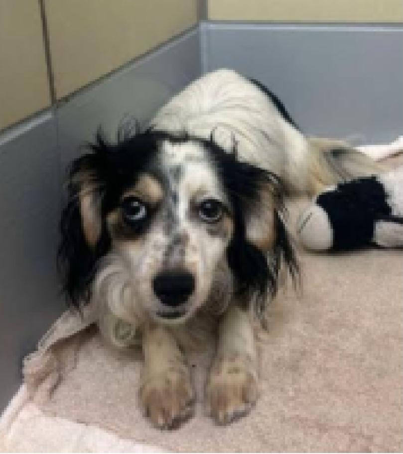 Enlarge Roscoe fka Grant HW +, a Adoptable mixed breed in Sedalia, CO image 6/6