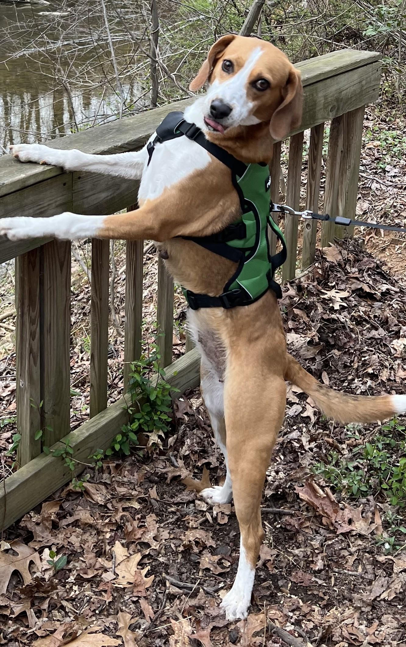 Enlarge Reta-Courtesty Post, a ADOPTABLE American Foxhound in Frederick, MD image 5/6