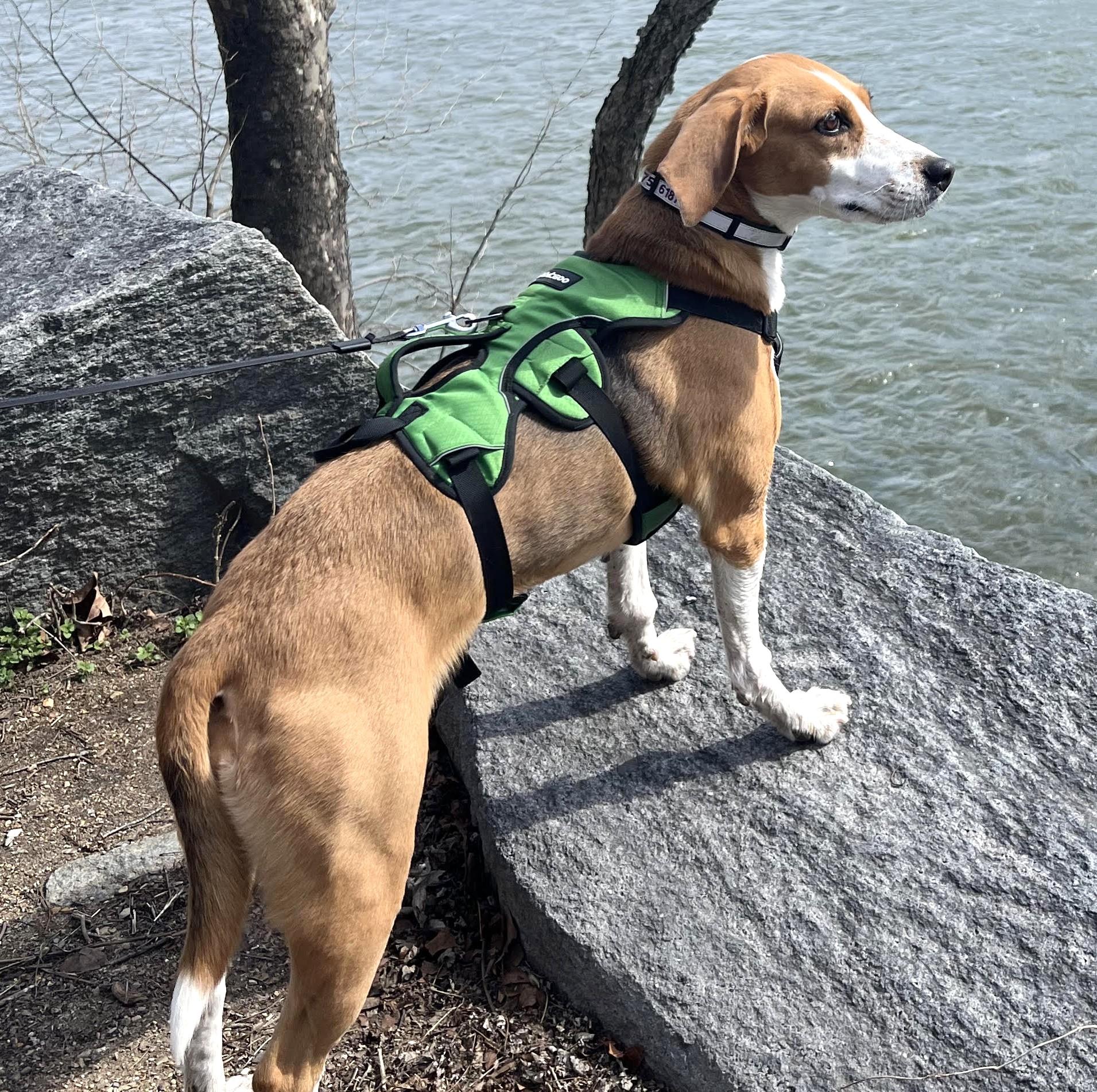 Enlarge Reta-Courtesty Post, a ADOPTABLE American Foxhound in Frederick, MD image 2/6