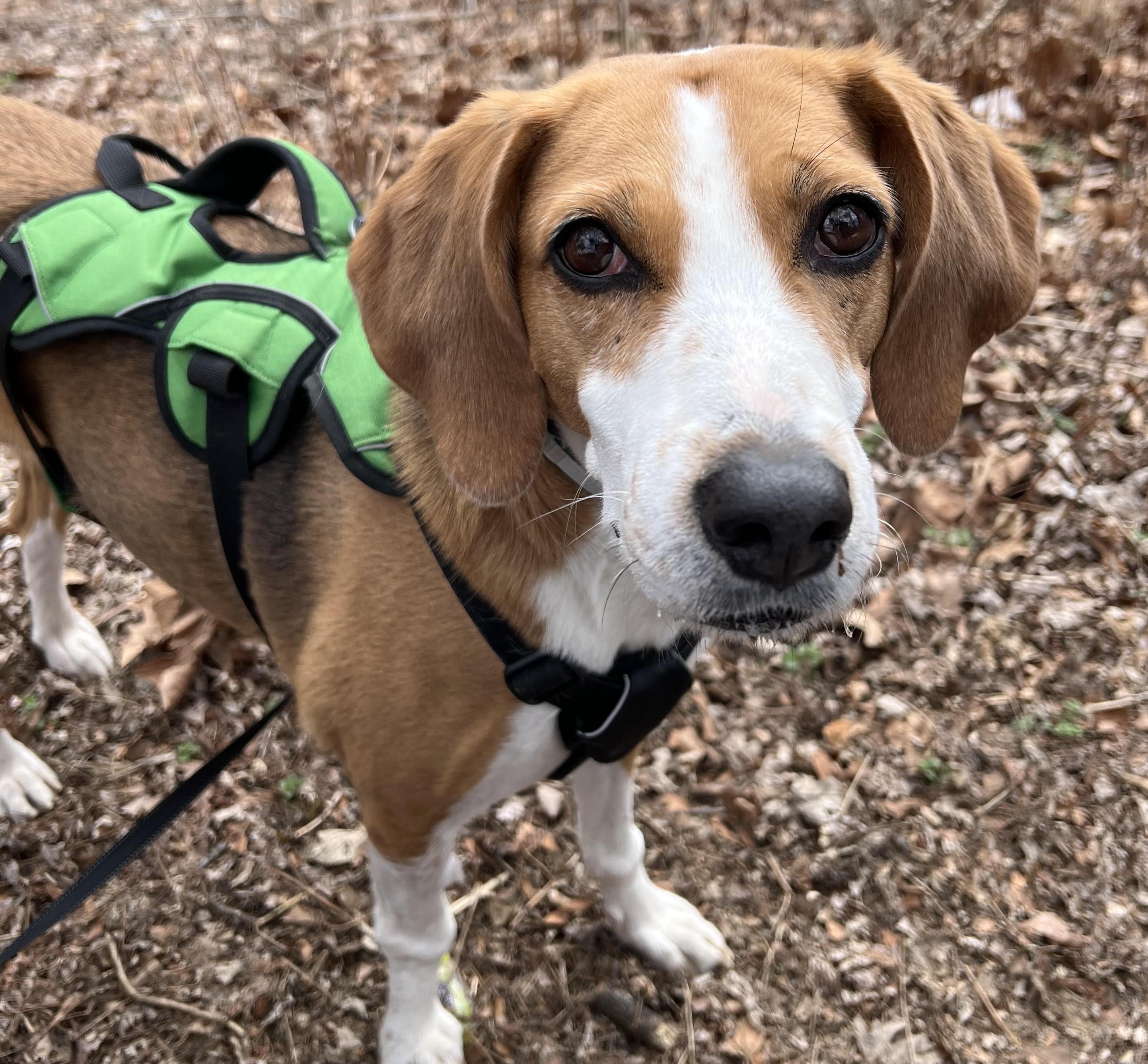 Enlarge Reta-Courtesty Post, a ADOPTABLE American Foxhound in Frederick, MD image 1/6