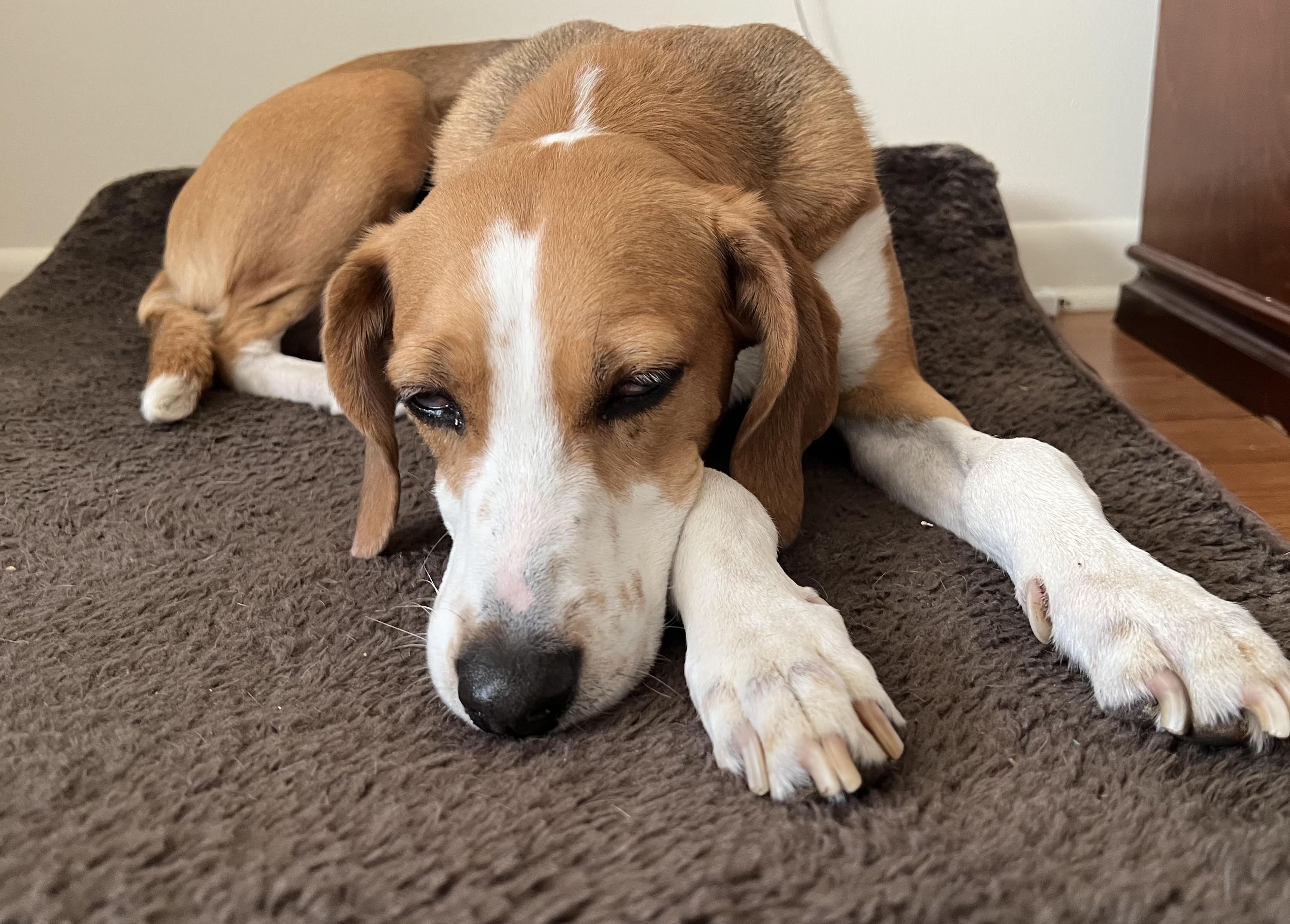 Enlarge Reta-Courtesty Post, a ADOPTABLE American Foxhound in Frederick, MD image 6/6