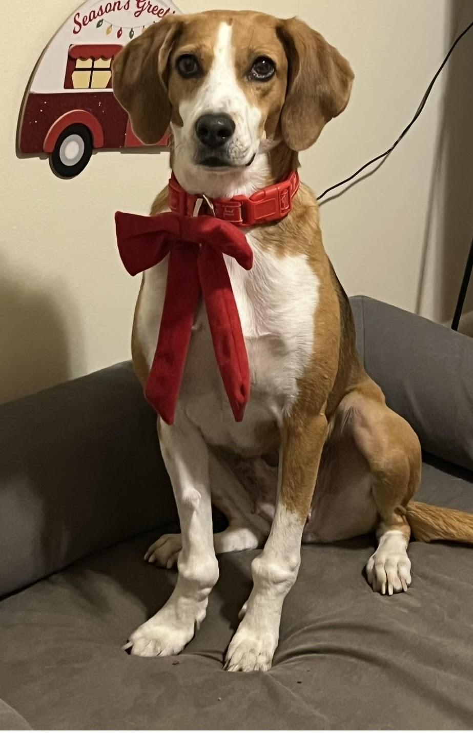 Enlarge Reta-Courtesty Post, a ADOPTABLE American Foxhound in Frederick, MD image 4/6