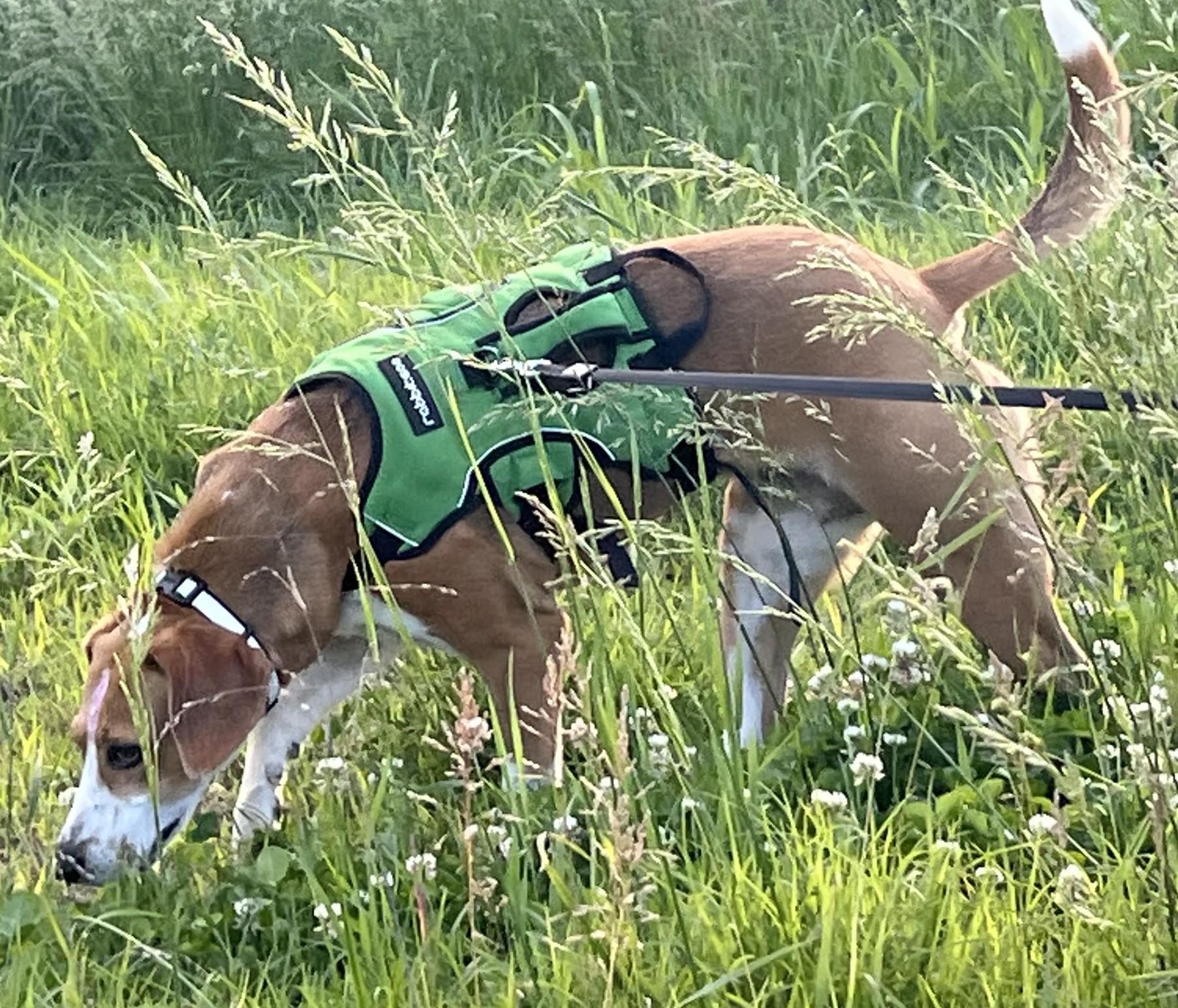 Enlarge Reta-Courtesty Post, a ADOPTABLE American Foxhound in Frederick, MD image 3/6